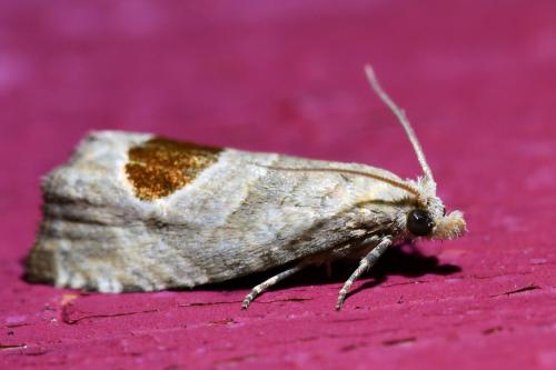 Notocelia uddmanniana